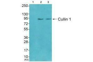 Western blot analysis of extracts from CoLo cells (Lane 2) and 3T3 cells (Lane 3), using Cullin 1 antiobdy. (Cullin 1 抗体)