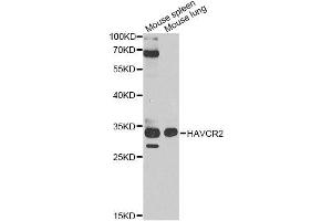 Western blot analysis of extracts of various cell lines, using HAVCR2 antibody. (TIM3 抗体  (AA 1-100))
