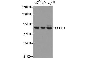 Western Blotting (WB) image for anti-Cold Shock Domain Containing E1, RNA-Binding (CDSE1) antibody (ABIN1876970) (CDSE1 抗体)