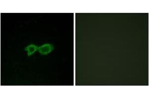 Immunofluorescence (IF) image for anti-Olfactory Receptor, Family 13, Subfamily C, Member 4 (OR13C4) (AA 201-250) antibody (ABIN2890920) (OR13C4 抗体  (AA 201-250))