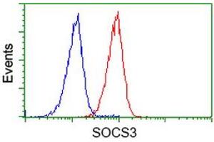 Image no. 2 for anti-Suppressor of Cytokine Signaling 3 (SOCS3) antibody (ABIN1501057) (SOCS3 抗体)