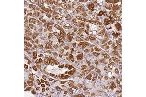 Immunohistochemical staining of human stomach with DEFB116 polyclonal antibody  shows strong cytoplasmic positivity in glandular cells at 1:50-1:200 dilution. (DEFB116 抗体)