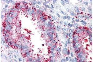 Anti-ENTPD2 antibody  ABIN960772 IHC staining of human uterus. (ENTPD2 抗体  (Internal Region))