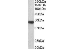 Western Blotting (WB) image for anti-POU Class 3 Homeobox 1 (POU3F1) (Internal Region) antibody (ABIN2464966) (POU3F1 抗体  (Internal Region))