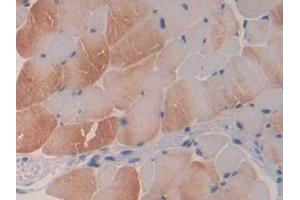 IHC-P analysis of Mouse Skeletal muscle Tissue, with DAB staining. (Profilin 3 抗体  (AA 1-132))
