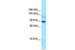 WB Suggested Anti-LRRC7 Antibody Titration: 1. (LRRC7 抗体  (C-Term))