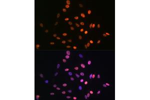 Immunofluorescence (IF) image for anti-High Mobility Group AT-Hook 1 (HMGA1) antibody (ABIN7267646)