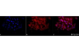 Immunocytochemistry/Immunofluorescence analysis using Rabbit Anti-Hsp27 Polyclonal Antibody (ABIN1027725 and ABIN1027726). (HSP27 抗体)