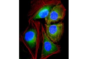 Immunofluorescent analysis of 4 % paraformaldehyde-fixed, 0.