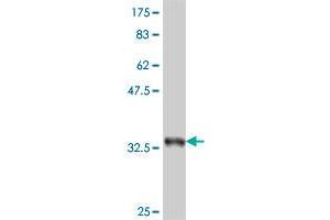 Western Blot detection against Immunogen (35. (TFCP2 抗体  (AA 414-502))