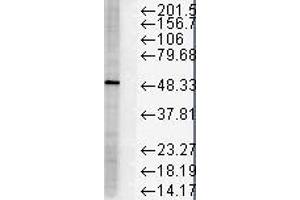 FKBP51 HS Hela 10ug 1 in 1000 Western Blotting copy. (FKBP5 抗体)