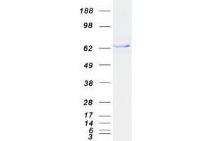 Western Blotting (WB) image for Calcium Channel, Voltage-Dependent, beta 1 Subunit (CACNB1) (Transcript Variant 2) protein (Myc-DYKDDDDK Tag) (ABIN2713008)