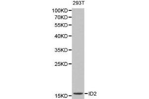 Western blot analysis of 293T cell lysate using ID2 antibody. (Id2 抗体  (AA 75-134))