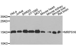 Western blot analysis of extracts of various cells, using MRPS16 antibody. (MRPS16 抗体)