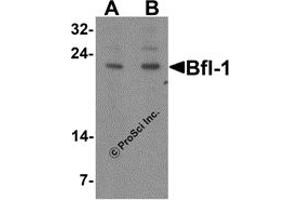Western Blotting (WB) image for anti-BCL2-Related Protein A1 (BCL2A1) (N-Term) antibody (ABIN1031273) (BCL2A1 抗体  (N-Term))