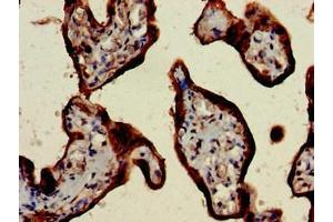 Immunohistochemistry of paraffin-embedded human placenta tissue using ABIN7147667 at dilution of 1:100 (CSH1 抗体  (AA 27-217))