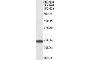 Biotinylated ABIN5539792 (3µg/ml) staining of U937 lysate (35µg protein in RIPA buffer), exactly mirroring its parental non-biotinylated product.