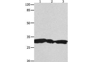 Western Blot analysis of Hela, 293T and Jurkat cell using YWHAG Polyclonal Antibody at dilution of 1:1800 (14-3-3 gamma 抗体)