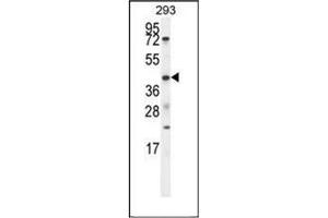 Western blot analysis of ETV5 / ERM Antibody (N-term) in 293 cell line lysates (35ug/lane). (ETV5 抗体  (N-Term))