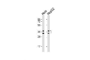 Western Blot at 1:1000 dilution Lane 1: Hela whole cell lysates Lane 2: HepG2 whole cell lysates Lysates/proteins at 20 ug per lane. (HNRNPA1 抗体  (C-Term))