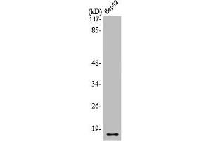 Western Blot analysis of HepG2 cells using Mammaglobin B Polyclonal Antibody (SCGB2A1 抗体  (N-Term))