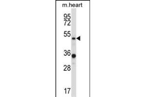 PIAS4 Antibody (N-term) (ABIN657934 and ABIN2846878) western blot analysis in mouse heart tissue lysates (35 μg/lane). (PIAS4 抗体  (N-Term))