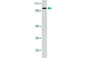 Western blot analysis of 293 cell lysate with NFATC4 polyclonal antibody . (NFATC4 抗体)