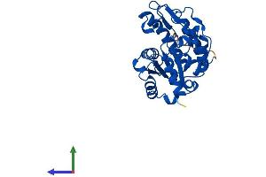 Protein Structure (PS) image for Single-Strand-Selective Monofunctional Uracil-DNA Glycosylase 1 (SMUG1) (AA 1-270) protein (His tag) (ABIN7555558)