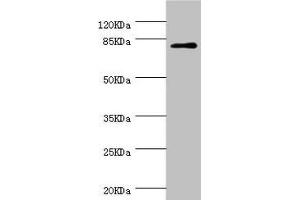 Western blot All lanes: DPP3 antibody at 1. (DPP3 抗体  (AA 1-280))