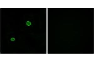 Immunofluorescence (IF) image for anti-Apolipoprotein L, 4 (APOL4) (AA 301-350) antibody (ABIN2890127) (Apolipoprotein L 4 抗体  (AA 301-350))