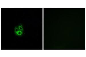 Immunofluorescence analysis of A549 cells, using GNG5 antibody. (GNG5 抗体  (N-Term))