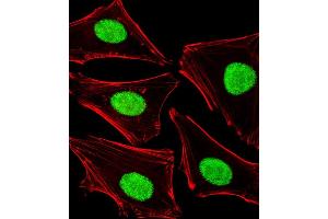 Fluorescent image of Hela cells stained with POLDIP3 Antibody (N-term) (ABIN1881667 and ABIN2838983). (POLDIP3 抗体  (N-Term))