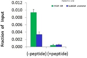 Chromatin Immunoprecipitation (ChIP) Using Suv420h1 antibody - C-terminal region  and HCT116 Cells (SUV420H1 抗体  (C-Term))