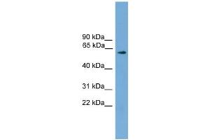 WB Suggested Anti-RIC8A Antibody Titration: 0.