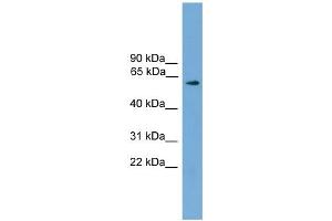 WB Suggested Anti-RIC8A Antibody Titration: 0. (RIC8A 抗体  (N-Term))