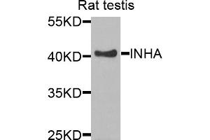 Western blot analysis of extracts of rat testis, using INHA antibody (ABIN5975331) at 1/1000 dilution. (Inhibin alpha 抗体)