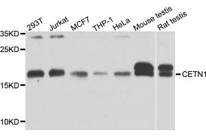 Western blot analysis of extracts of various cell lines, using CETN1 antibody. (Centrin 1 抗体)