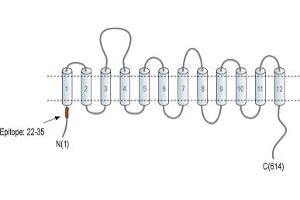 Representative domain view of the target of ABIN7885504.