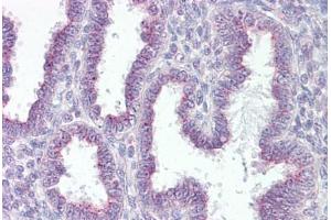 Anti-RER1 antibody IHC staining of human uterus. (RER1 抗体  (AA 179-192))