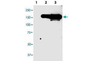 Western blot analysis of GFP tag monoclonal antibody, clone 946as  in 10 ug lysate from GFP fusion protein prositive 293 cells. (GFP Tag 抗体  (N-Term))