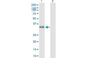 Western Blot analysis of STX7 expression in transfected 293T cell line by STX7 MaxPab polyclonal antibody. (Syntaxin 7 抗体  (AA 1-261))
