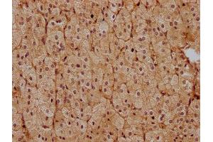 IHC image of ABIN7139851 diluted at 1:400 and staining in paraffin-embedded human adrenal gland tissue performed on a Leica BondTM system. (PEN2 抗体  (AA 39-57))