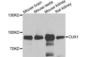 Western blot analysis of extracts of various cells, using CUX1 antibody. (CUX1 抗体)