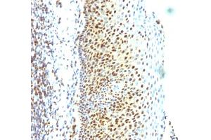 Immunohistochemistry (IHC) image for anti-Small Ubiquitin Related Modifier 2 (SUMO2) antibody (ABIN6940603)