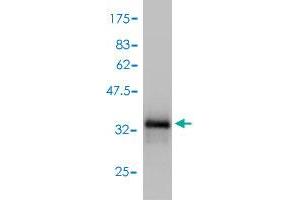 Western Blot detection against Immunogen (33.