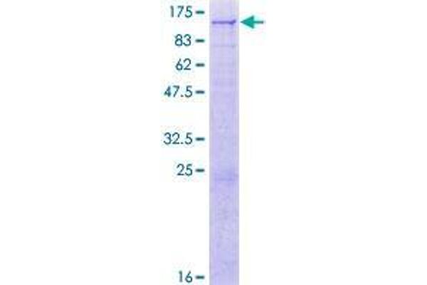 TRMT1L Protein (AA 1-733) (GST tag)