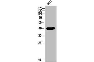 Western Blot analysis of 293T cells using DHHC-9 Polyclonal Antibody (ZDHHC9 抗体  (C-Term))