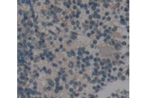 IHC-P analysis of Mouse Tissue, with DAB staining. (CFP 抗体  (AA 310-459))