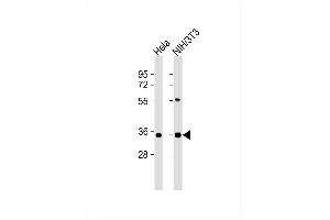All lanes : Anti-MEOX2 Antibody at 1:1000 dilution Lane 1: Hela whole cell lysates Lane 2: NIH/3T3 whole cell lysates Lysates/proteins at 20 μg per lane. (MEOX2 抗体)