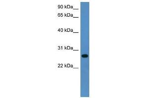 Western Blot showing Cyb5r2 antibody used at a concentration of 1-2 ug/ml to detect its target protein. (CYB5R2 抗体  (C-Term))